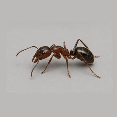 Ants