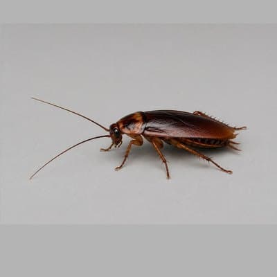 Cockroaches