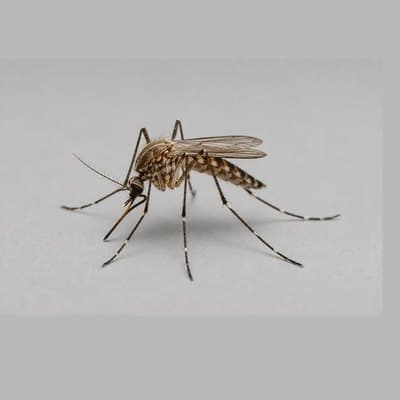 Mosquitoes