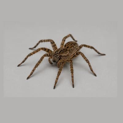 Spiders
