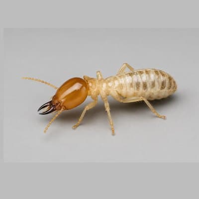 Termites